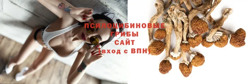 Псилоцибиновые грибы Psilocybine cubensis  Верхний Уфалей 